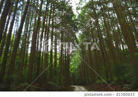 Ipponmatsu Park Showa no Mori, Umi Town, Fukuoka Prefecture Ipponmatsu Park Showa no Mori, Umi Town, Fukuoka Prefecture 81560833