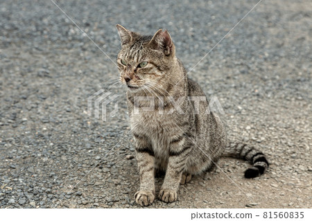 Fighting stray cat warrior whose wounds do not heal [Carnivores cat tea tabby cat] 81560835