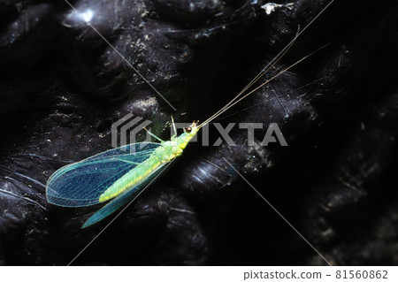 Winter lacewing Winter lacewing 81560862