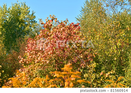 A bush with burgundy leaves among green trees. 81560914