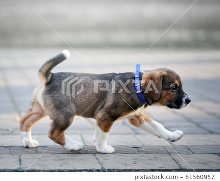 Cute little dog in violet collar walking in park. Cute little dog in violet collar walking in park. 81560957