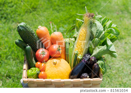 Assorted vegetables in summer Assorted vegetables in summer 81561034
