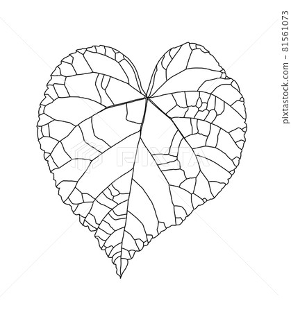 Linear graphic pattern of a heart-shaped linden leaf isolated on a white background. Vector illustration. Element for design in line art style. 81561073