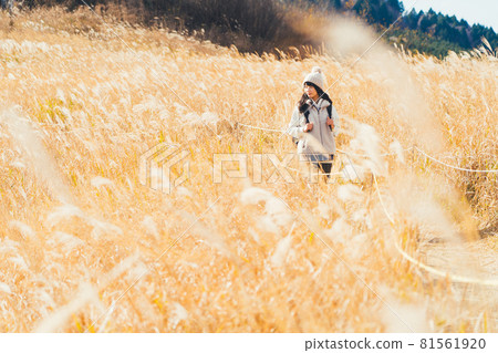 A woman trekking on a plateau where Japanese pampas grass spreads 81561920