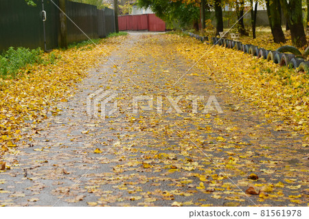 Fallen yellow leaves lie on the wet road. 81561978