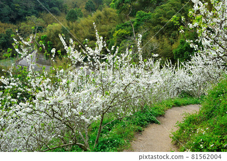 鄉村小路和李子果樹農作物盛開白色的花 81562004