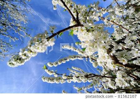 Plum fruit tree crop blooming white flowers 81562107