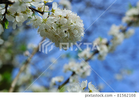 Plum fruit tree crop blooming white flowers 81562108
