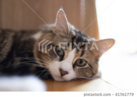 Cute minuet to relax in the room 81562779