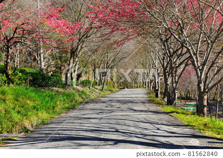 Cherry blossom trail in full bloom in spring season 81562840