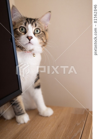 Cute minuet to relax in the room 81562846