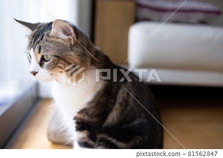 Cute minuet to relax in the room 81562847