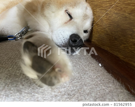 老狗午睡 81562955