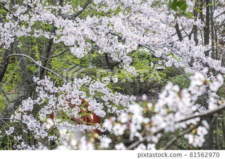 Sakura scenery of Utsubuki Park (Kurayoshi City) 81562970