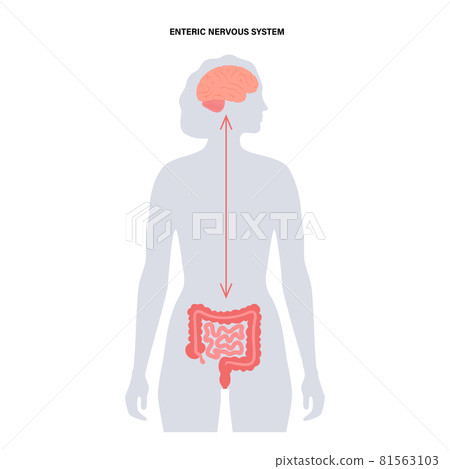Gut brain connection Gut brain connection 81563103