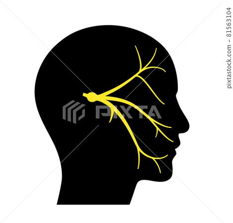 Trigeminal nerve diagram Trigeminal nerve diagram 81563104