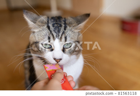 Cute minuet to eat 81563118