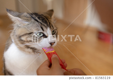 Cute minuet to eat 81563119