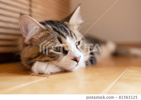 在房間裡放鬆的小步舞曲 81563125