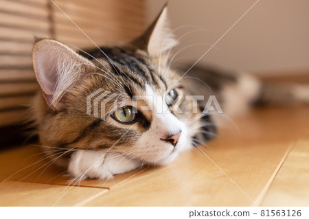 在房間裡放鬆的小步舞曲 81563126