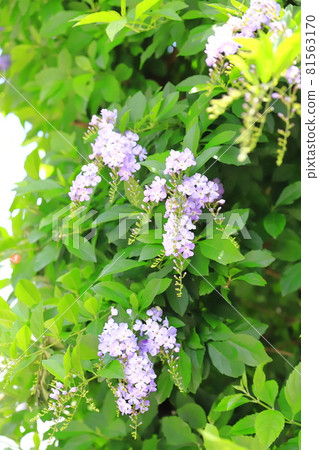 Light purple Duranta flower Light purple Duranta flower 81563170
