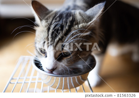 Minuet kitten eating 81563326