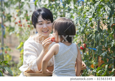 Parents and children eating freshly picked tomatoes in the field Parents and children eating freshly picked tomatoes in the field 81563345