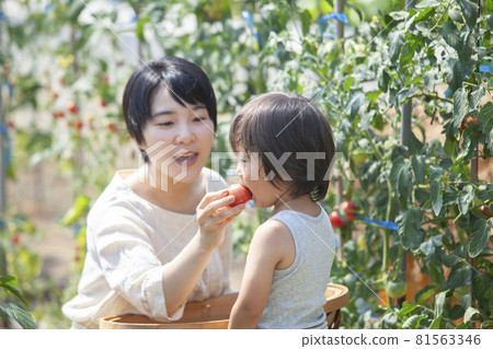 Parents and children eating freshly picked tomatoes in the field Parents and children eating freshly picked tomatoes in the field 81563346