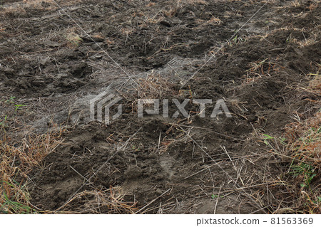 Making soil compost in a vegetable field Making soil compost in a vegetable field 81563369