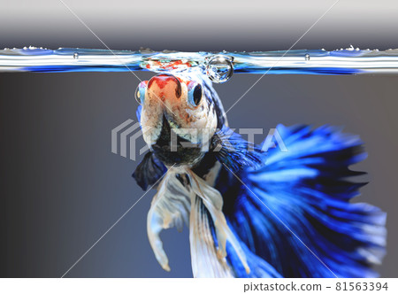 Closeup of betta fish face, betta mouth and air bubbles in the water, Siamese fighting fish,Betta splendens, blue betta on the background blur. Closeup of betta fish face, betta mouth and air bubbles in the water, Siamese fighting fish,Betta splendens, blue betta on the background blur. 81563394