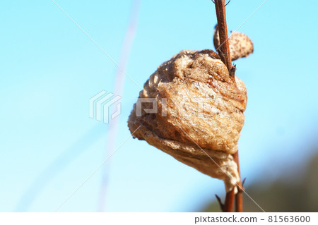 Wolf's egg Wolf's egg 81563600