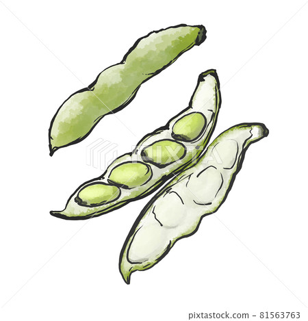 蠶豆的日式手繪插畫 蠶豆的日式手繪插畫 81563763