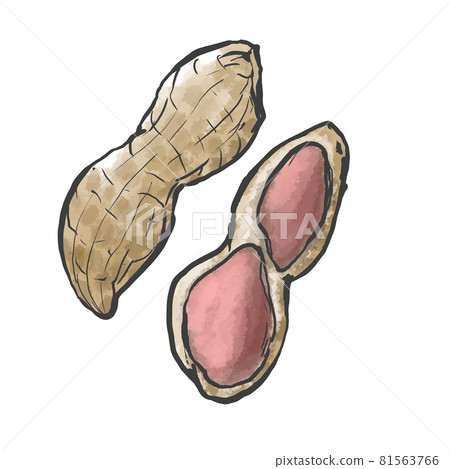 日式手繪花生插畫 81563766
