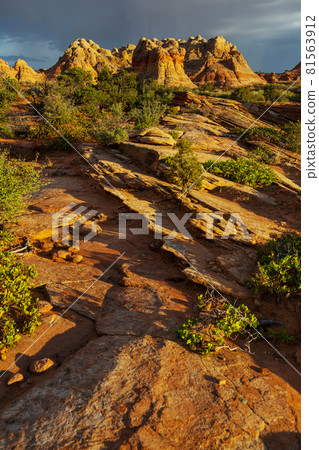 South coyote 81563912