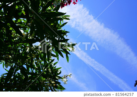 Oleander and contrail Oleander and contrail 81564257
