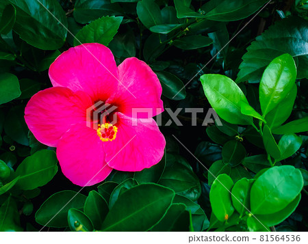 Flower (Chinese hibiscus, China rose) in garden 81564536