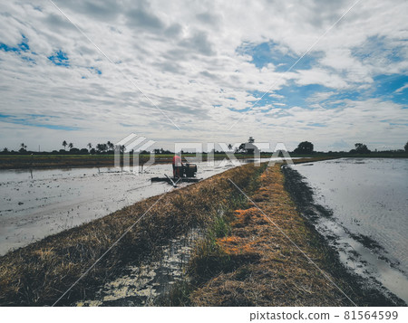 Landscape of rice field on rice paddy and tractor Landscape of rice field on rice paddy and tractor 81564599