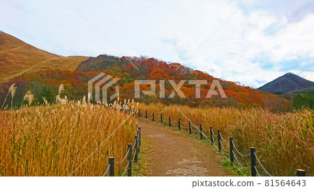 感覺秋天的芒草路 感覺秋天的芒草路 81564643