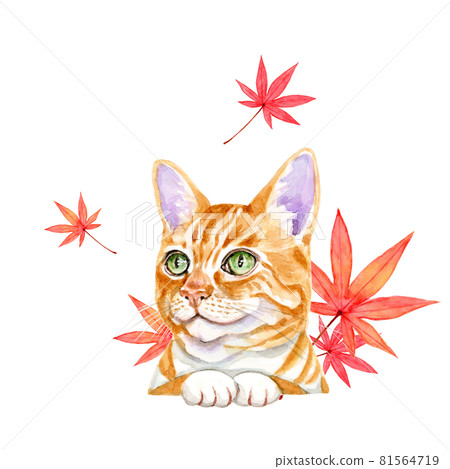 Maple leaves and cat [Hand-painted watercolor] 81564719