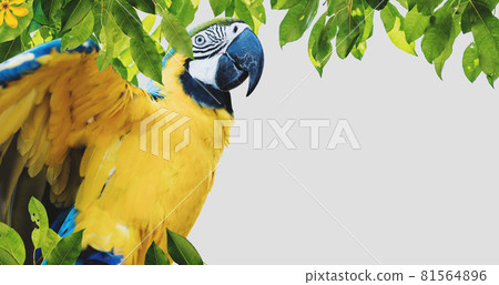 Macaw parrot with leaves, on white background Macaw parrot with leaves, on white background 81564896
