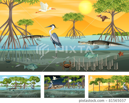 Different mangrove forest landscape scenes with animals 81565037