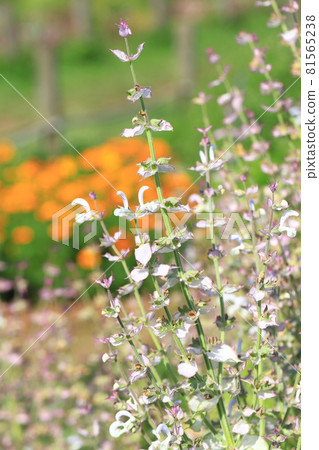 Clary sage (onisalvia) flowers Clary sage (onisalvia) flowers 81565238
