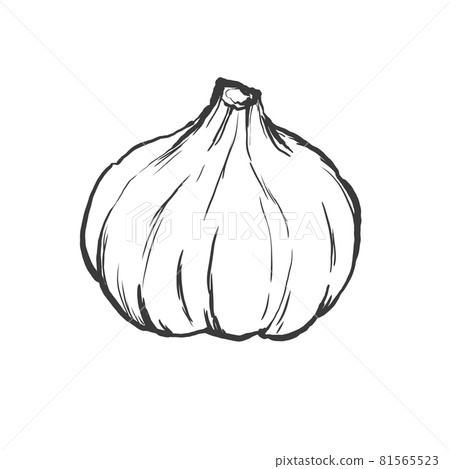 日式大蒜手繪線描插畫 81565523