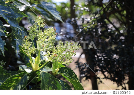 Aoki's flower 81565545