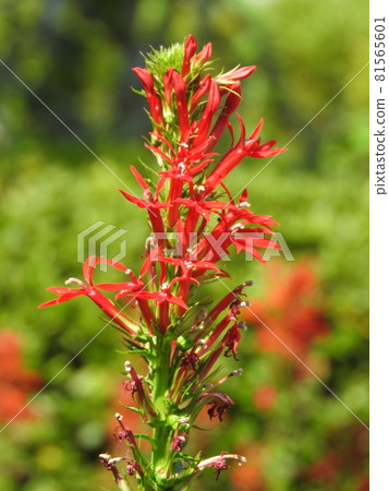 Benibana Sawagikyo（紅花Sawa Kikyo） 81565601