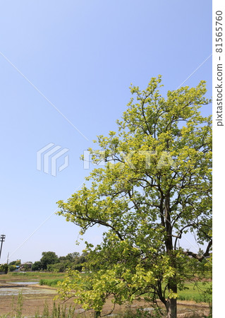 埼玉縣上尾市河原吹柿樹的風景 81565760