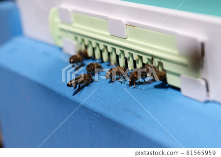 Honey bees swarm and fly around their hive closeup 81565959