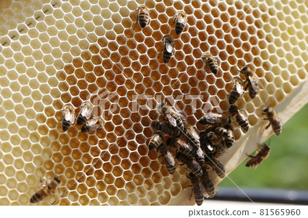 Frame with bee honeycombs filled with honey and bees closeup 81565960