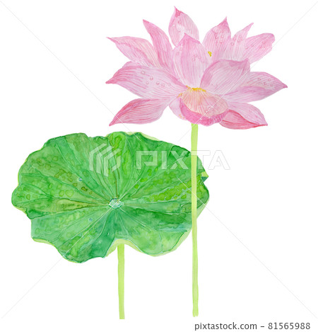 Nelumbo nucifera Lotus flowers and leaves 81565988