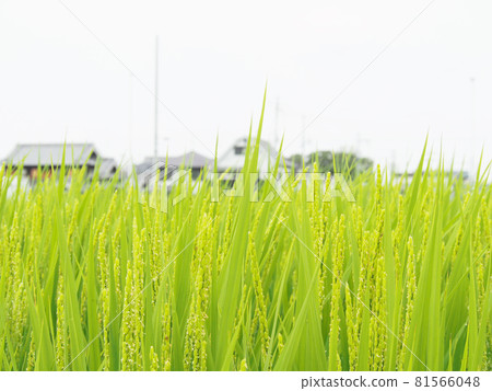 帶頭的稻田 81566048